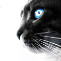 Avatar utente