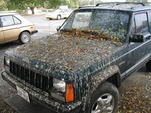 car_1.jpg