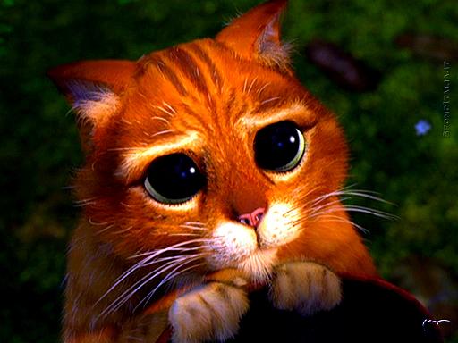 gatto shrek.jpg